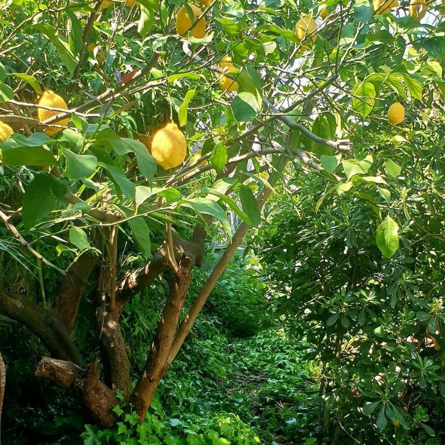 Вилла Quiet House Garden Naples-Pompei-Sorrento Треказе Экстерьер фото